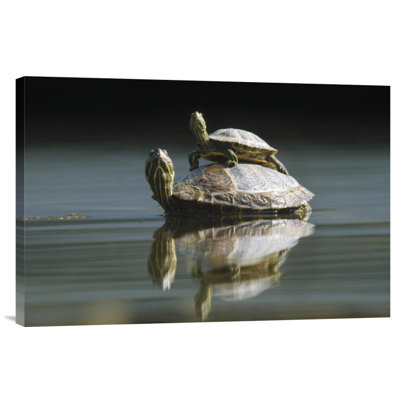 " Red-Eared Slider Turtle, Pair In Pond, City Park, Munich, Germany "