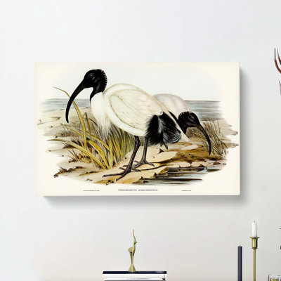 White Ibis Birds by Elizabeth Gould - Wrapped Canvas