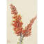 Ocotillo (Fouquieria splendens) (1927)