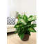 Dumb Cane in Nursery Pot