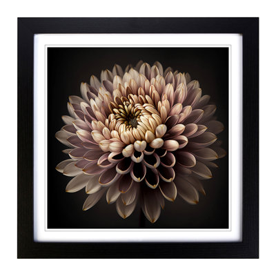 Chrysanthemum Photograph - Framed Print