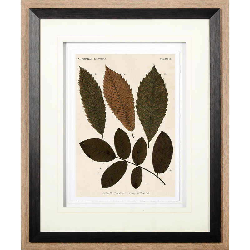 «Autumnal Leaves» par Vision Studio, reproduction d'art encadrée sous verre, Feuilles d'automne I
