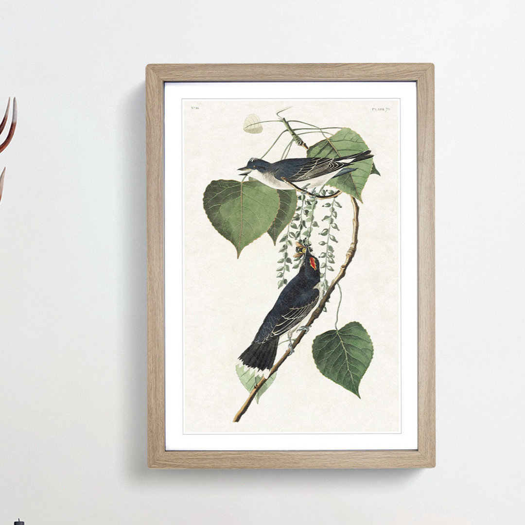 Tyrant Flycatcher Birds by John Audubon - Picture Frame Painting Print