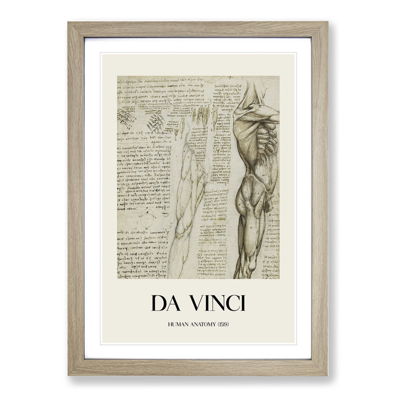 Human Anatomy Vol.6 by Leonardo Da Vinci - Picture Frame Drawing, 36cm H x 27cm W x 2cm D, Oak Framed