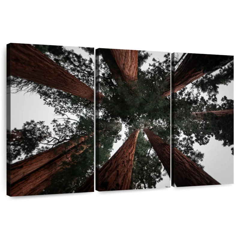 Redwoods de Harnek en Californie, H 42 po x l 65 po