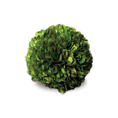 Alby 6" Boxwood Topiary