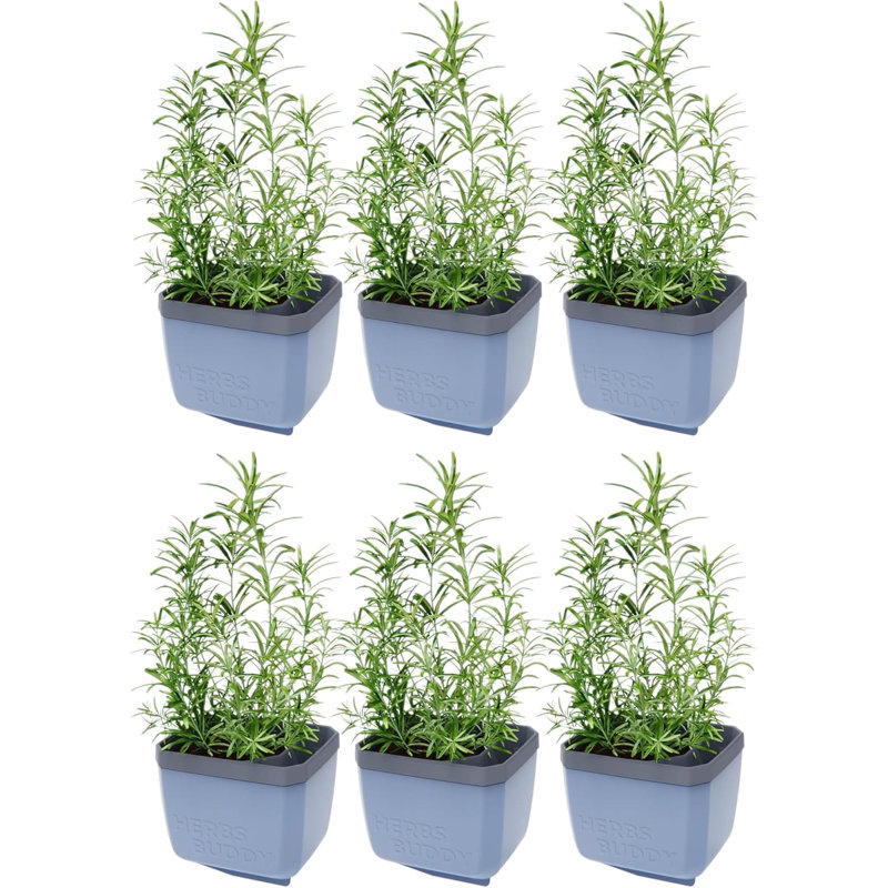 Herbs Buddy Self-Watering Planter Pot for Herbs, Special Water Level Indicator, Blue, 6