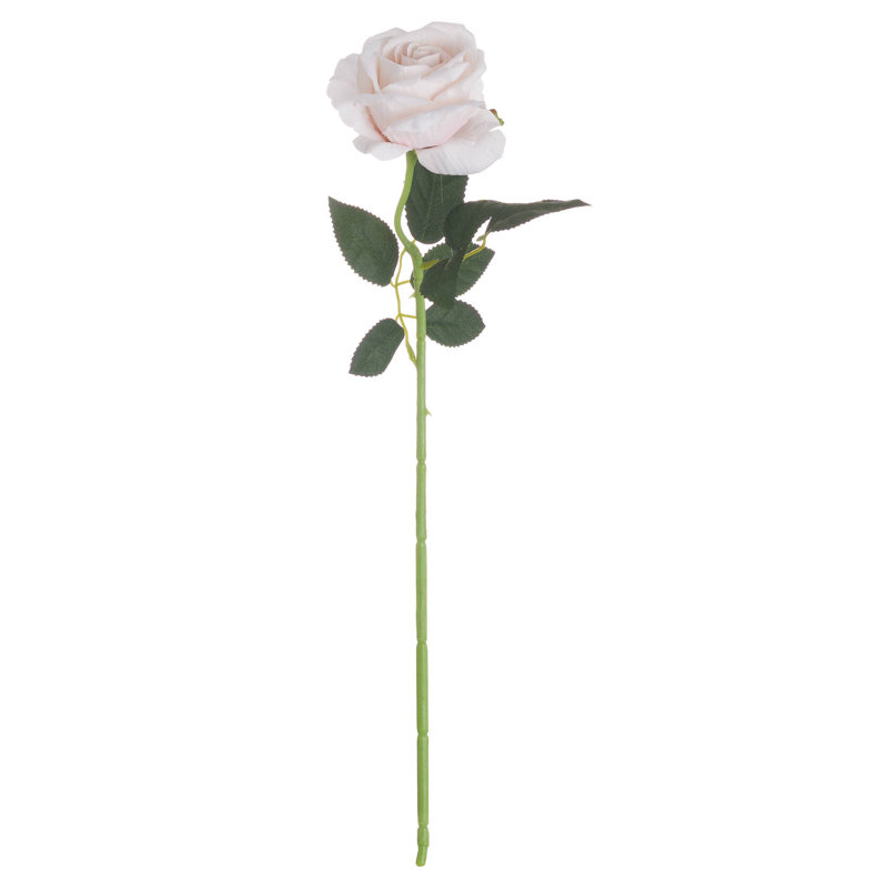 Anastasija Arrangement