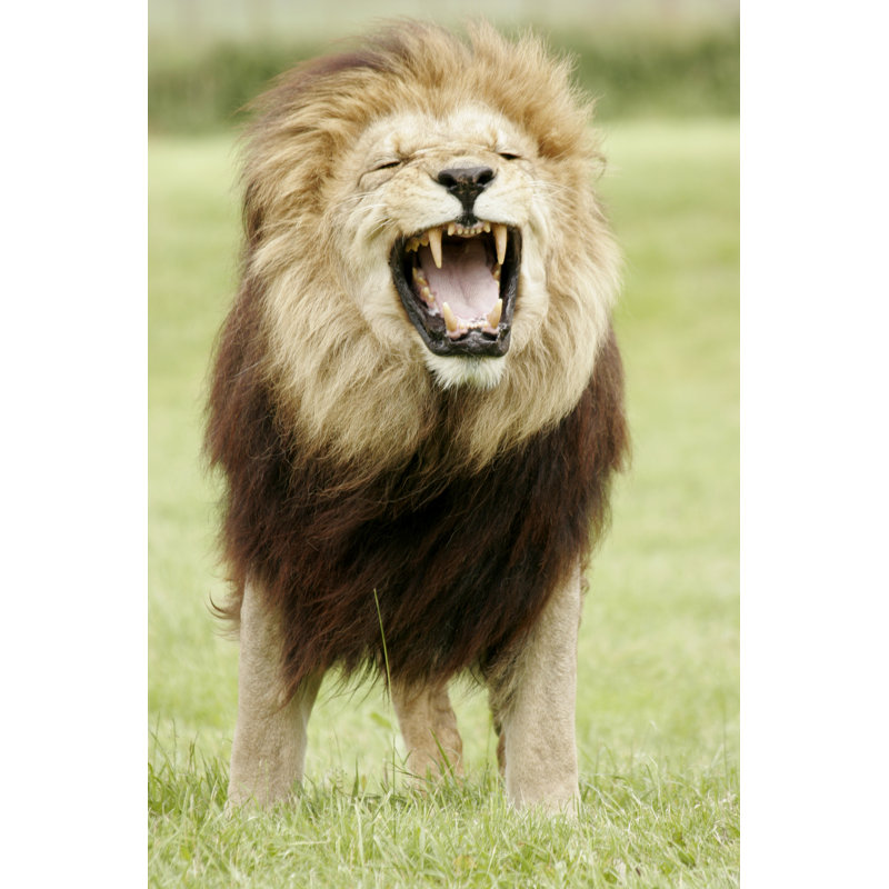 Barbery Lion by Maultby2005 - Wrapped Canvas Print, 91cm H x 61cm W x 3.8cm D