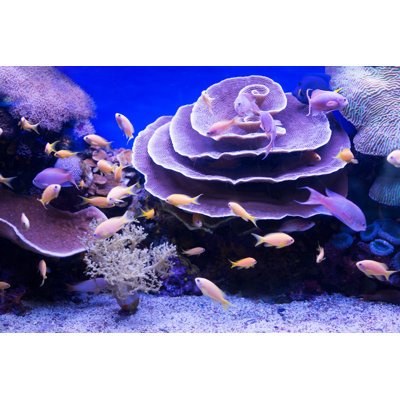 Banc de poissons avec de beaux coraux par Brauns