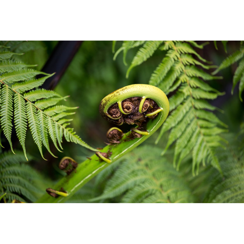 New Zealand Silver Fern by Goddard_Photography - No Frame Art Prints on Canvas, 30cm H x 46cm W