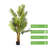 Artificial Palm Tree In Nursery Pot-1547817298
