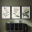 Antique Botanical Collection VII - reproduction sur mesure encadrée de qualité supérieure - 3 pièces-1991691633-1991691632
