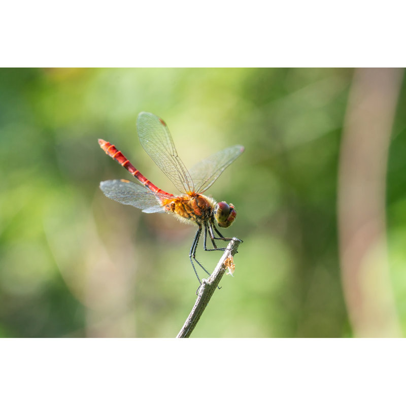 Chuhay " Dragonfly On A Stick " by Bushalex, 8" H x 12" W  