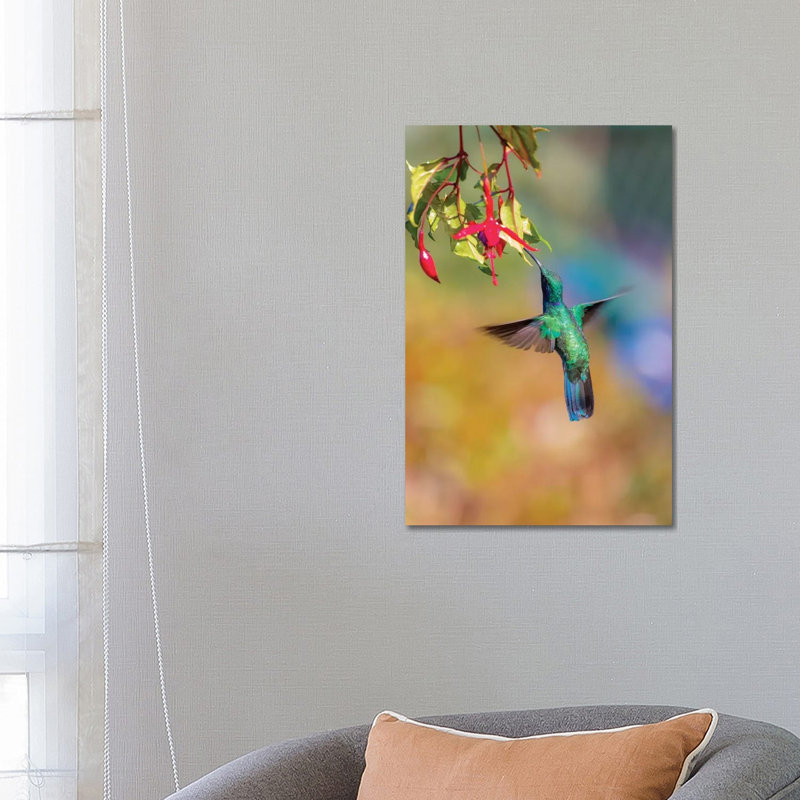 Central America, Costa Rica. Male Lesser Violetear Hummingbird Feeding. by Jaynes Gallery - Wrapped Canvas Gallery-Wrapped Canvas Giclée