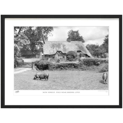 New Forest, Pigs Near Brook C1955 by Francis Frith - Single Picture Frame Print