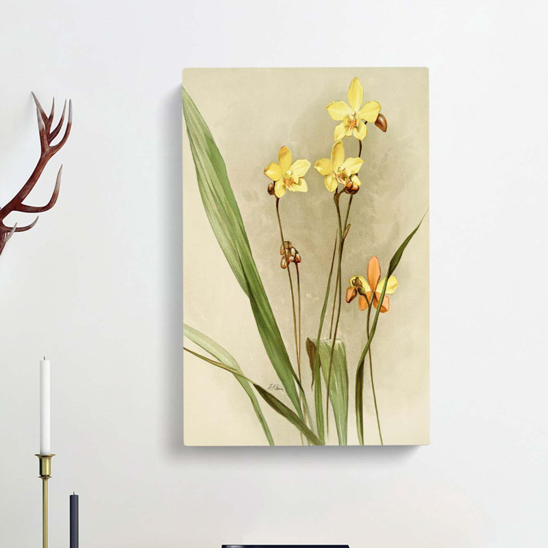 Magnolia Flowers Illustration Tab.88 by Frederick Sander - Wrapped Canvas, 50cm H x 35cm W x 3cm D