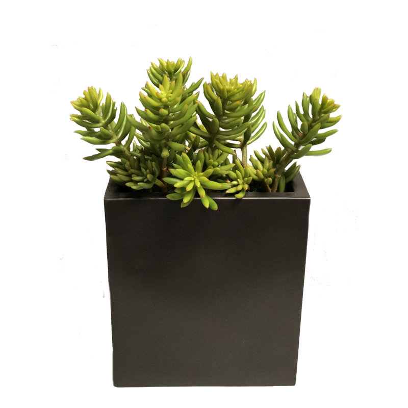 Succulentes dans un grand vase d'oreiller en métal (ensemble de 2)