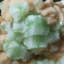 Gem Green Apophyllite with Stilbite from Jalgaon, Aurangabad District, Maharastra, India
