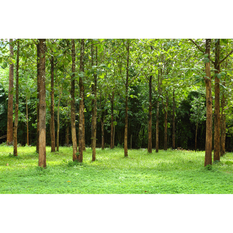 Tree And Grass - Wrapped Canvas Print, 30cm H x 46cm W