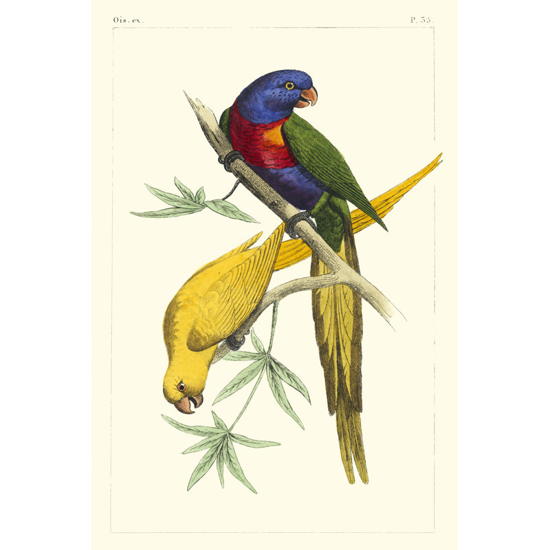 Lemaire Parrots IV by C.L. Lemaire - Painting, 91 cm H x 61 cm W, Wrapped Canvas