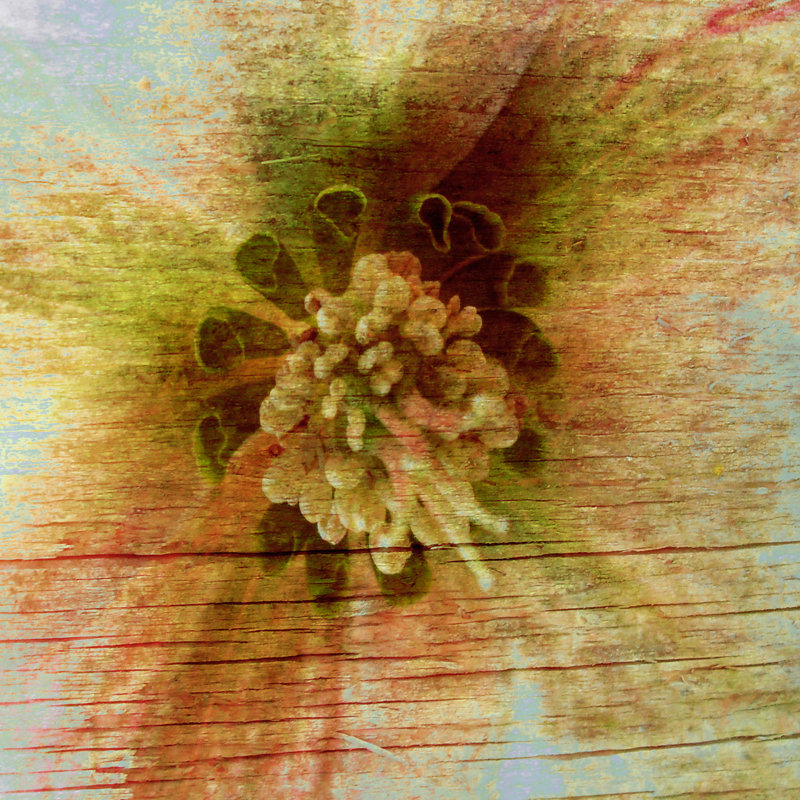 Petrified Stem I by Danielle Harrington - Wrapped Canvas Art Prints, 30cm H x 30cm W