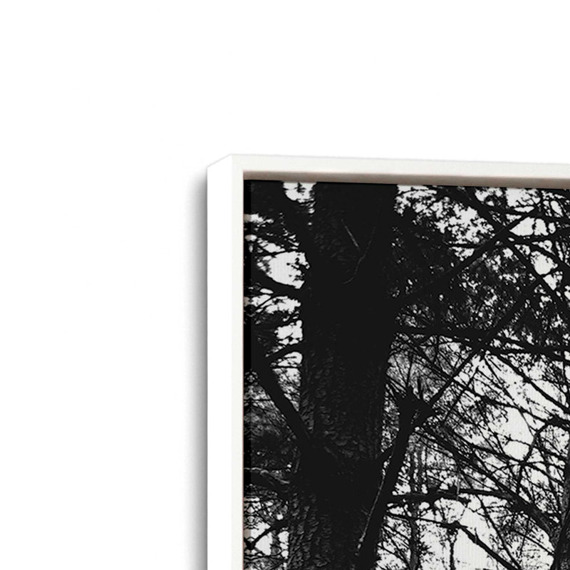 «Sunset Pines» par Donnie Quillen, reproduction d'art, L 12 po x H 18 po, Toile avec cadre, Blanc
