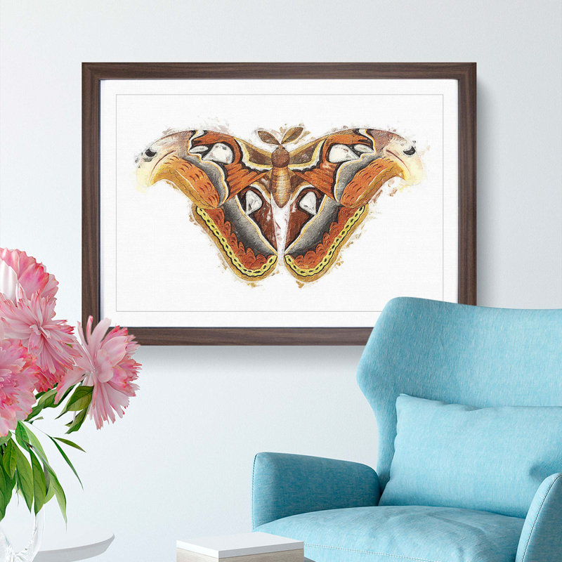 Atlas Moth by George Shaw - Framed Print, 24cm H x 33cm W x 2cm D, Walnut Framed