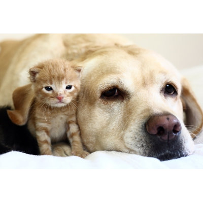 Kitten With Dog - Wrapped Canvas Print