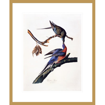 «Passager Pigeon Columba Migatoria» par John James Audubon, impression giclée sur cadre