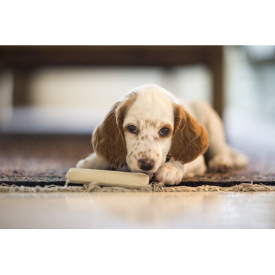 Chiot anglais par Romaoslo