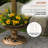 Plastic/Acrylic Pedestal Birdbath