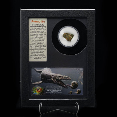 Ammolite in Collector's Box