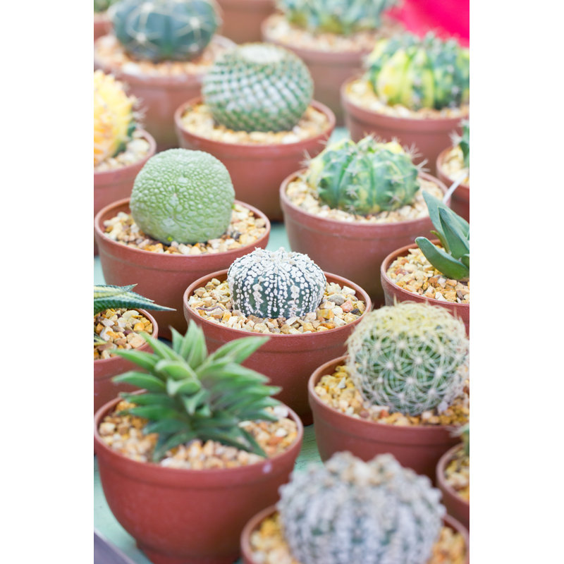 Small cactus plant 1 Piece Wrapped Canvas Wall Art, 30cm H x 20cm W