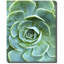 Succulent Center 1 Print by Joe Ruggiero