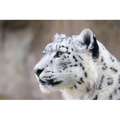 Snow Leopard by Augenblickfang - Wrapped Canvas Print