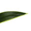 Plante artificielle