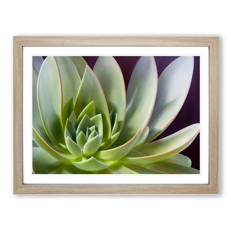 Interesting Succulent Plant - Framed Print, 25cm H x 34cm W x 2cm D, Oak