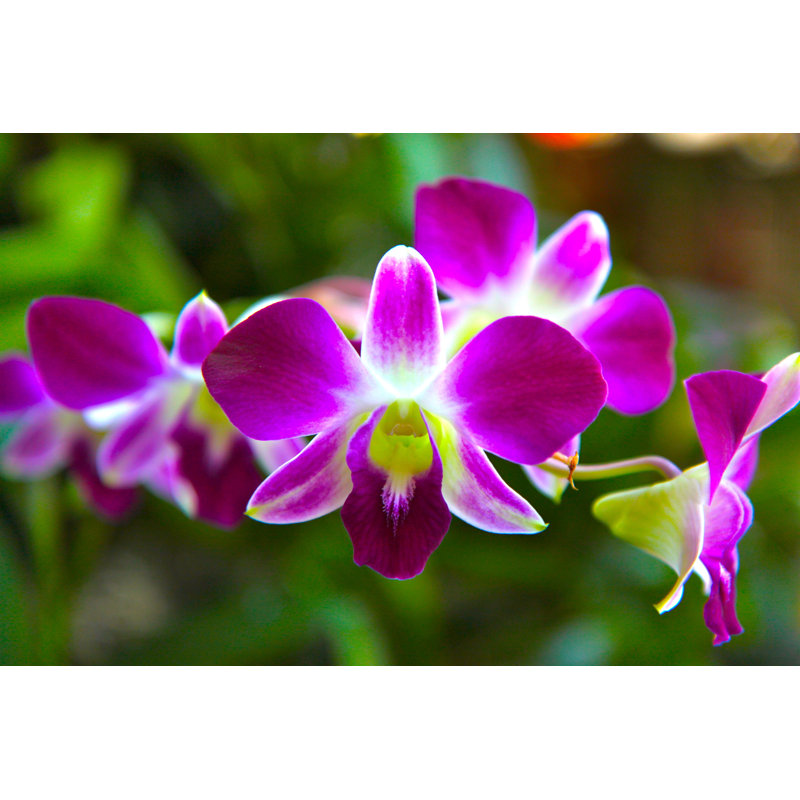 Pink Orchid - Wrapped Canvas Print, 51cm H x 76cm W x 3.8cm D