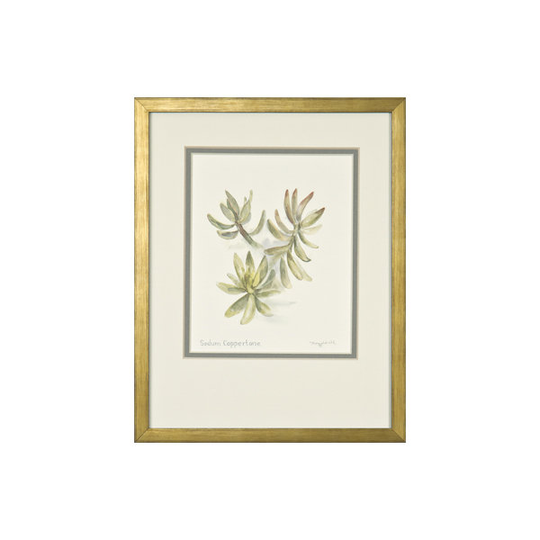 Sedum Coppertone Print by Daughdrill