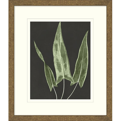 Graphic Lewis Ferns 1 Print