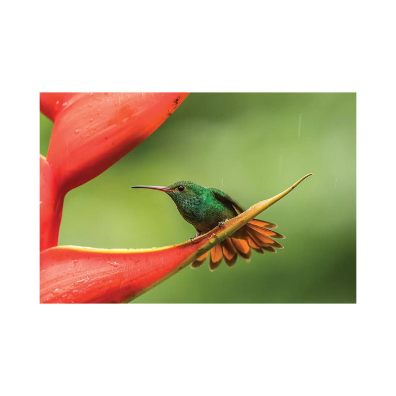 Costa Rica, Sarapiqui River Valley. Rufous-Tailed Hummingbird On Heliconia Plant. by Jaynes Gallery - Wrapped Canvas Print