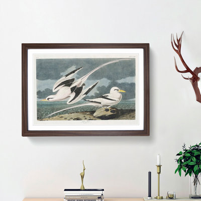 Tropicbirds by John James Audubon - Framed Print