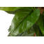 125cm Faux Banana Leaf Plant in Pot