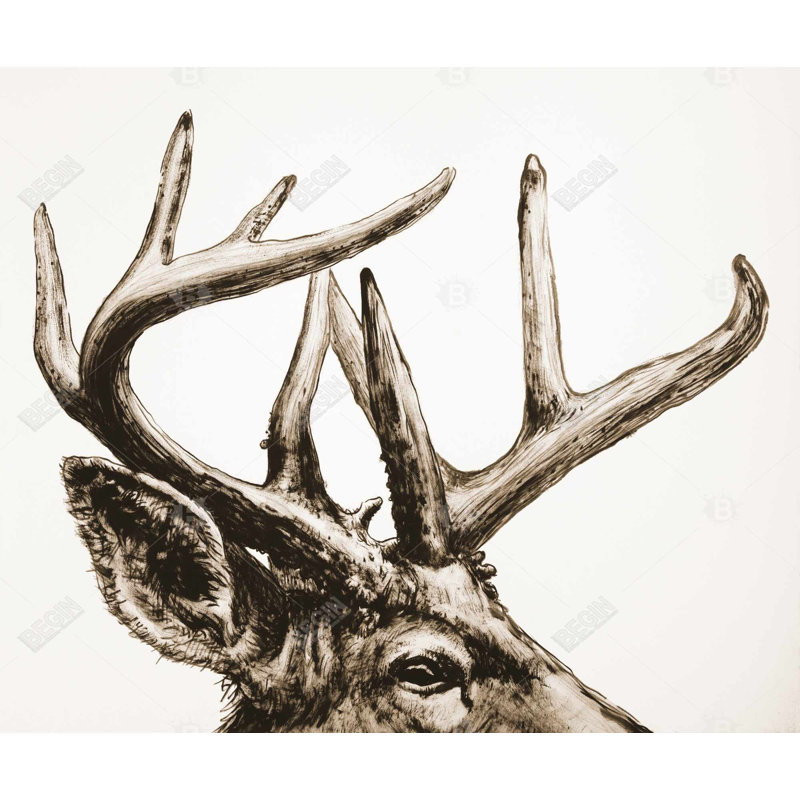 Roe Deer Plume sépia - Décoration sur toile encadrée | Art animalier