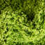 Tapis vert Torun-792322441