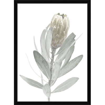 Blanched Plant 7 Print