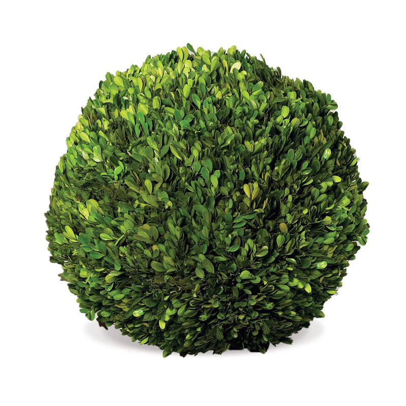 Preserved Greens Topiary, Hedge Plant in, 16" H x 16" W x 16" D 