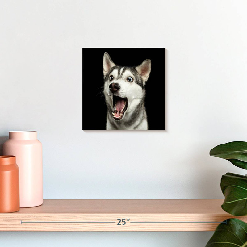 Brampt Surprised Siberian Husky, 10" H x 10" W