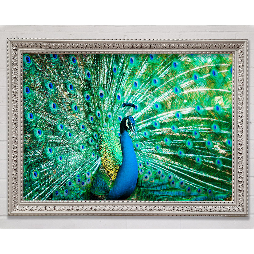 Gerahmtes Wandbild Peacock Feather Glory